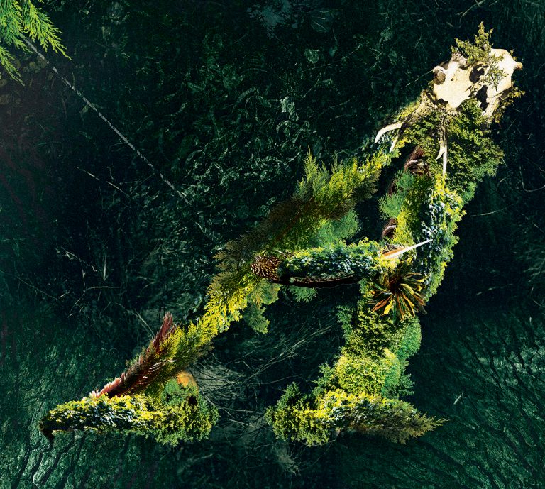 Valerinne - Arborescent